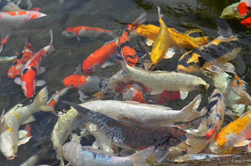 fish, vertebrate, swimming, school of fish, nature, 4K, koi Carp, high angle view, carp, underwater, koi, koi fish, marine, large group of animals, sea
