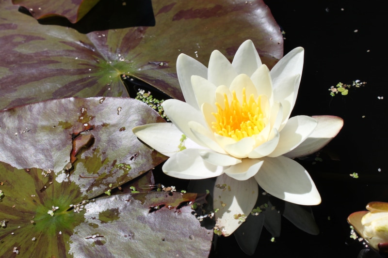 walled  garden, waterlily, Yellow, National Botanic Garden of Wales, nature, plant, Pond, lake, lotus, white Lotus, water, beauty In Nature, white, petal