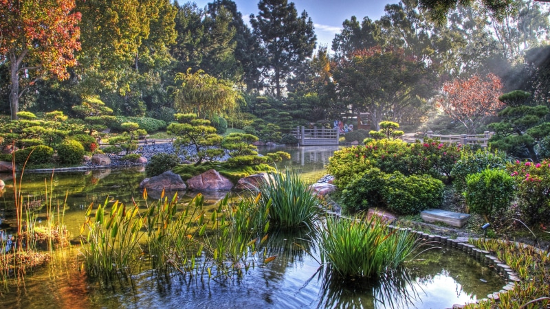 pond, us, botanical garden, nature, japanese garden, earl burns miller japanese garden, landscape, plant, vegetation, autumn, garden, tree, long beach