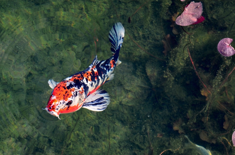 4K, sea life, one animal, japanese, animals in the wild, high angle view, day, beauty in nature, pond, outdoors, japanese garden, swimming, animal, animal themes
