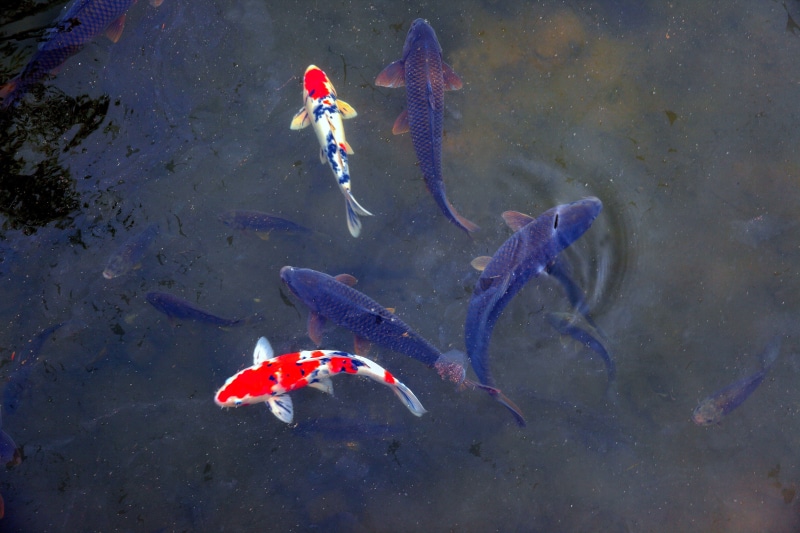 outdoors, underwater, sea, no people, animal wildlife, animal, animal themes, vertebrate, koi carp, 5K, group of animals, sea life, water, body, pond