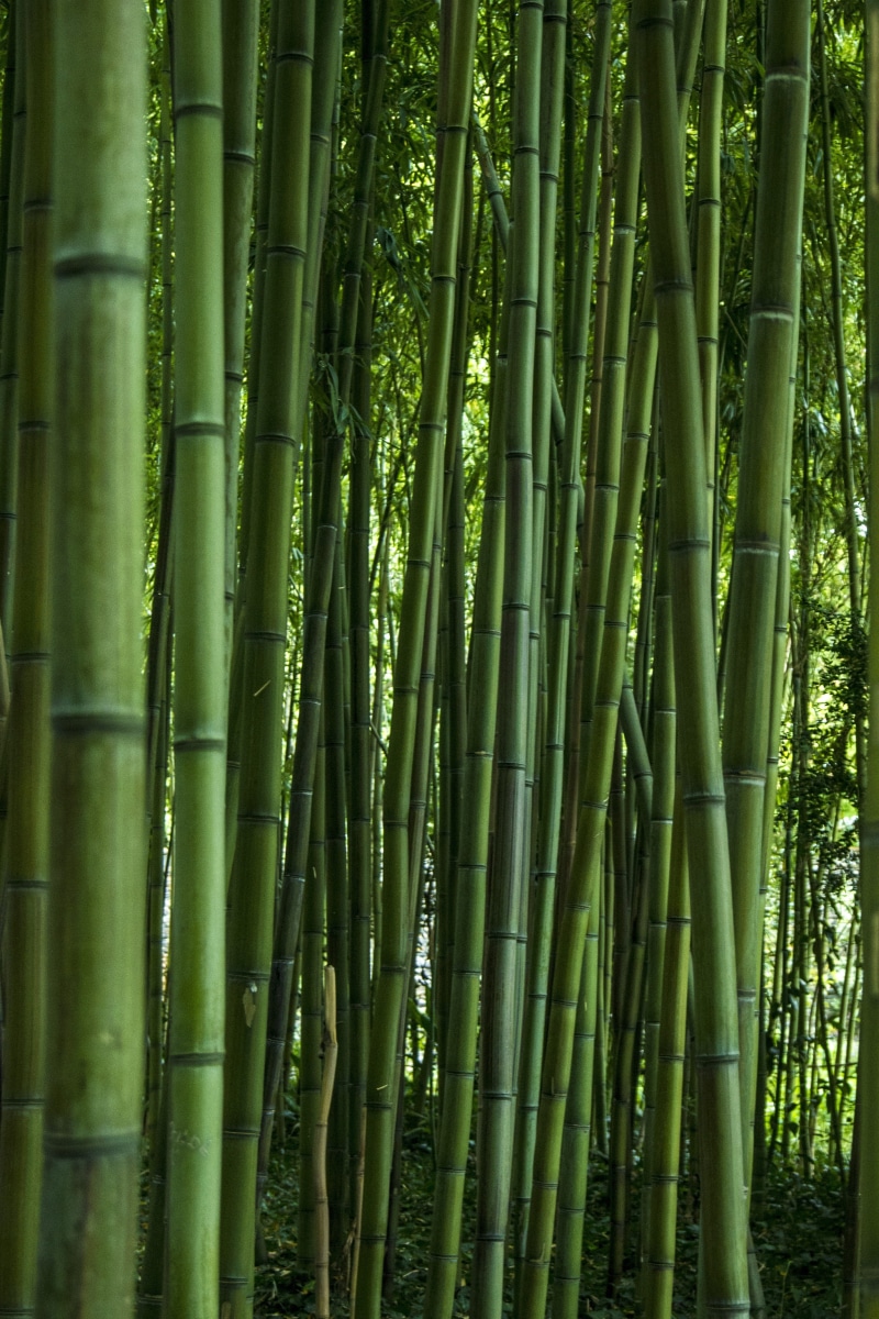 bamboo grove, bamboo - plant, tree, nature, green, beauty in nature, tranquility, illustration, day, bamboo, pattern, full frame, abundance, no people