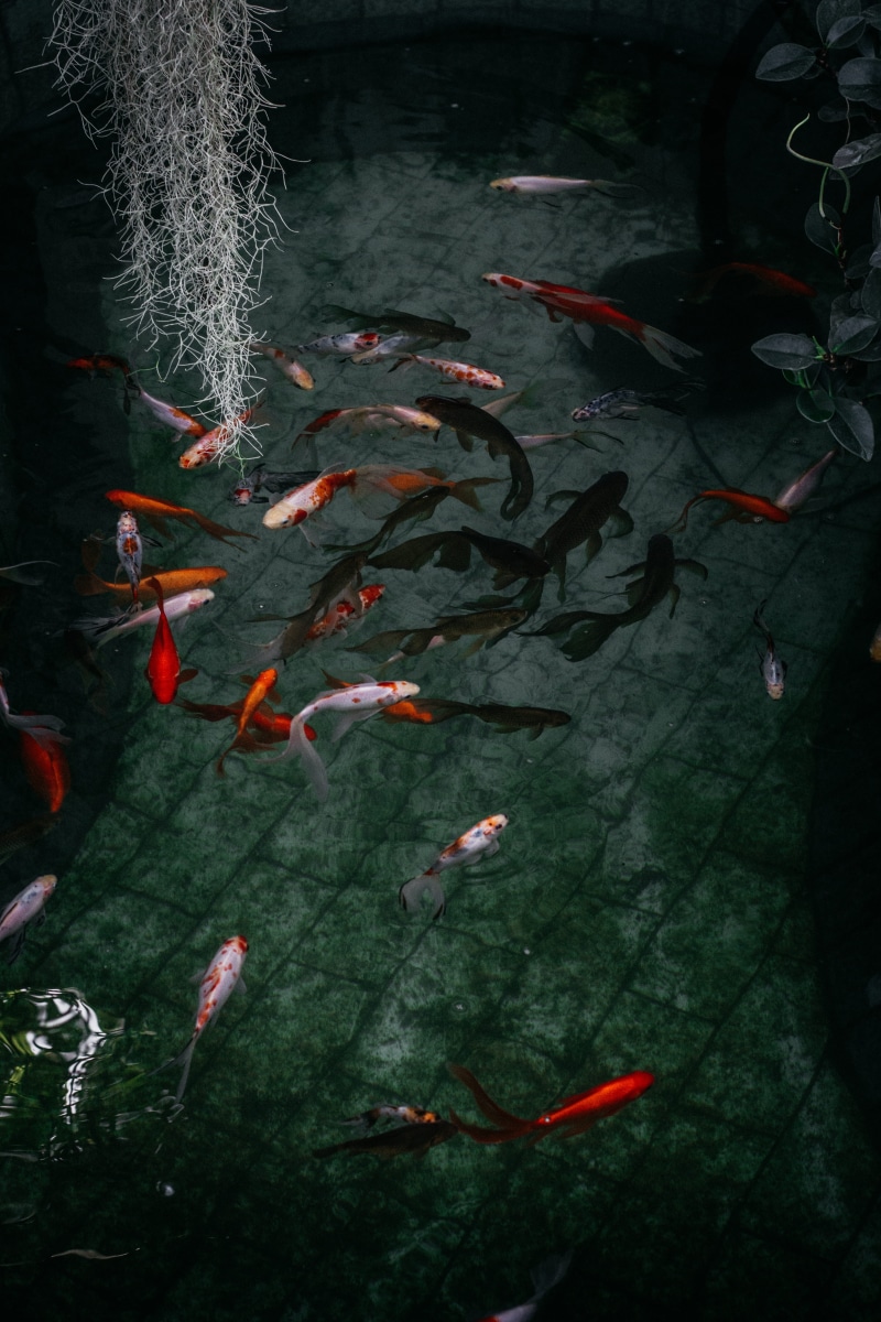 carp, water, outdoors, color, swimming, freshwater, marine, animal, leaves, 5K, animal themes, aquarium, nature, Koi Fish, animals in the wild, fish, large group of animals