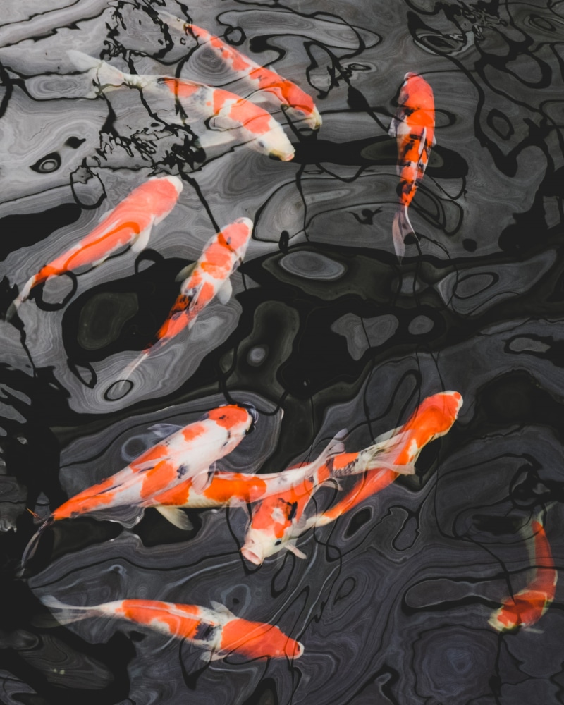 blossom, goldfish, 2K, marine, aquatic, vertebrate, outdoors, swimming, fish, shoe, nature, fractal, pond lily, animal wildlife, water, underwater, koi carp