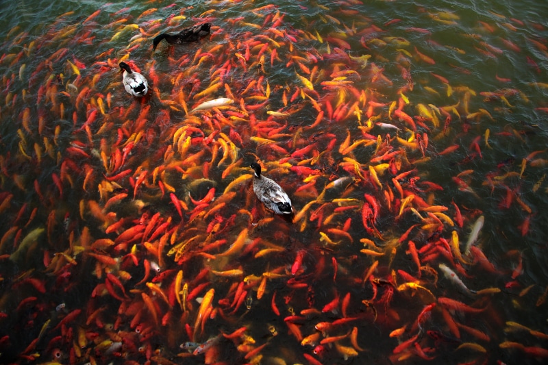 vertebrate, lake, colorful, outdoors, garden, carp, swimming, oriental, no people, pond, swim, beautiful, day, orange color, luck, underwater, large group of animals
