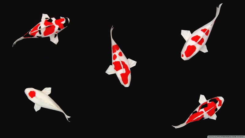 Koi Fish, Pond, 2K, Koi, Fish, Fishes
