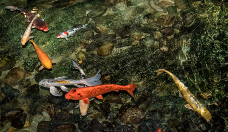 undersea, koi carp, brown, school, no people, water, group of animals, 5K, nature, animals in the wild, swimming, animal wildlife, underwater, marine