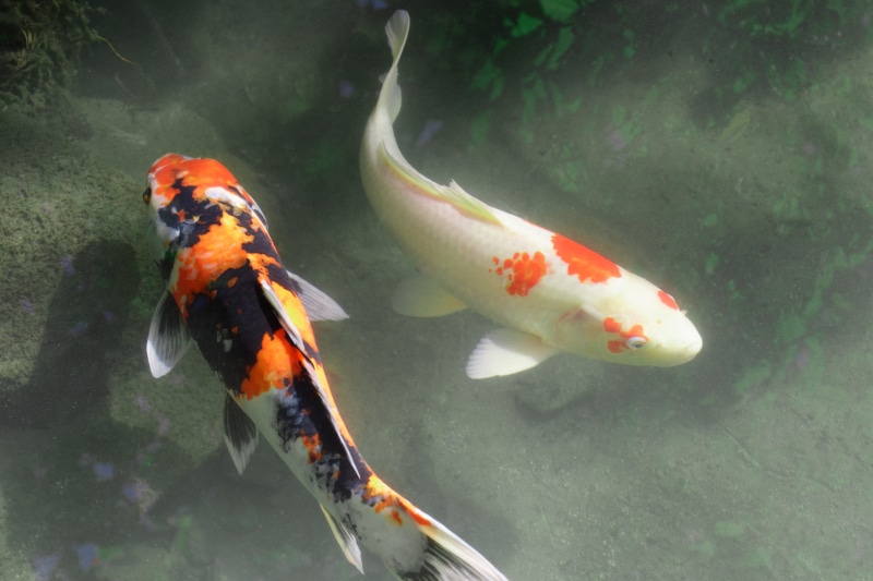 animal, school of fish, koi carp, kyoto, japan, underwater, swimming, white, yin and yang, group of animals, outdoors, animal wildlife, pond, carp, no people