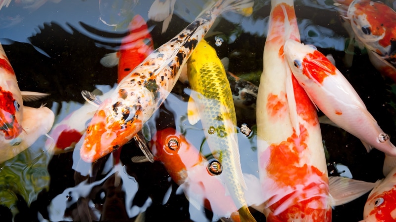 1080P, animals, koi, water, reflection, fish, face