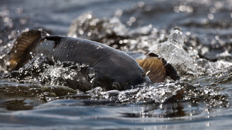 animals, fish, carp, 1080P, closeup, water