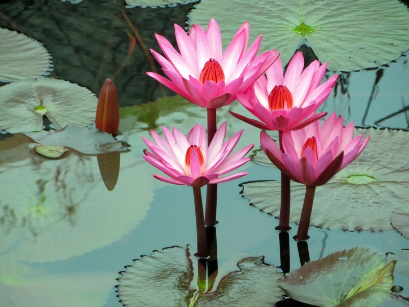 flower Head, water, lotus Water Lily, growth, floating On Water, vulnerability, petal, green Color, nature, flowers, lake, close-up, flowering plant, pink