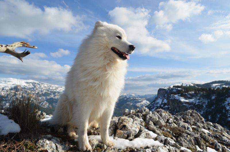 white, pets, coated, 4K, animal, long, snow, samoyed, mountain, daytime, outdoors, nature, dog