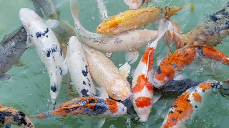 group of animals, fishes, sea life, high angle view, large group of animals, no people, animals in the wild, nature, carp, school of fish, 5K, sea, animal wildlife