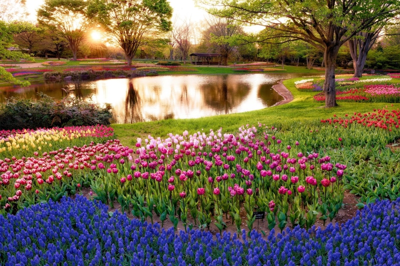 grass, blossom, season, trees, formal Garden, flowering plant, growth, nature, tulips, morning, reflection, day, flower Head, lawn, blue, flower, summer