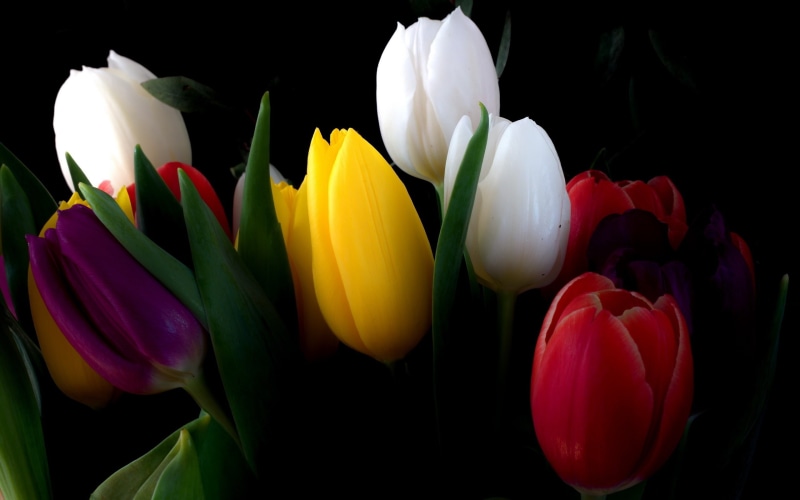 tulips, flower, Red, purple, 2K, pink, White, Yellow, Flowers, Tulip