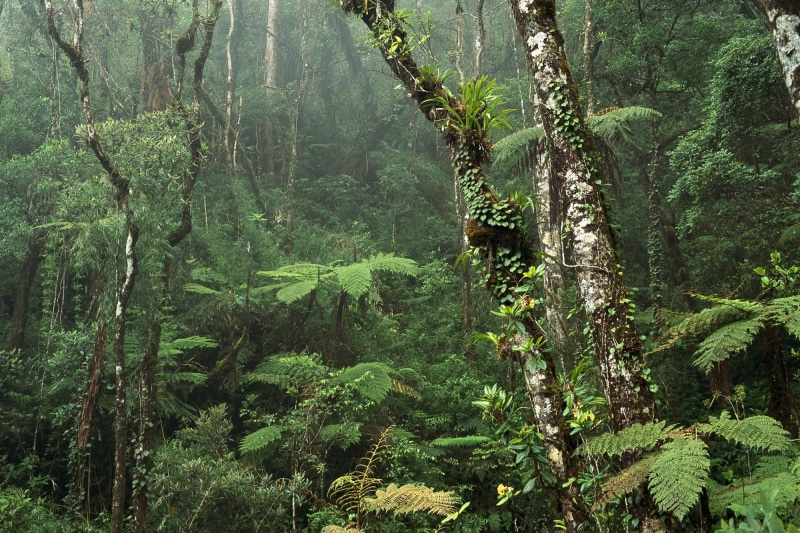 3d and abstract, amazon, thick, rainforest, jungle, 1080P, dense, forest