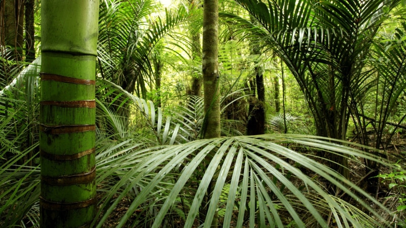 no people, tree, field, forest, land, tranquility, tropical climate, trunk, palm tree, outdoors, green color, 1080P, vegetation, jungle, day, tropics