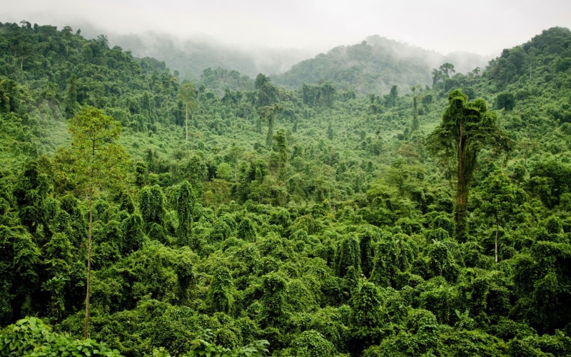 tropical, Jungle, 720P, fog, forest, trees, foliage