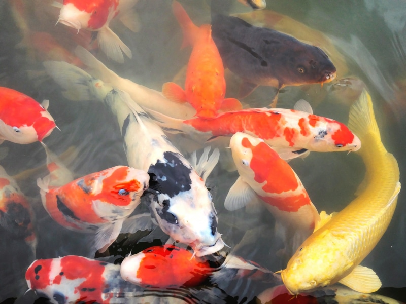 animal, japan garden, sea, underwater, swimming, pond, vertebrate, no people, goldfish, animal themes, animal wildlife, 2K, animals in the wild, marine