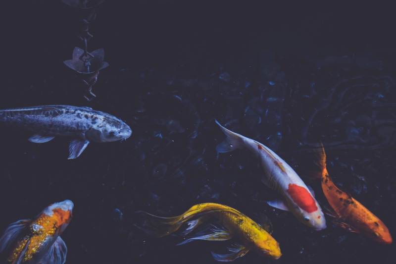 fish, animal, animal wildlife, underwater, marine, fishes, carp, body, swimming, sea, sea life, animal themes, fishery, school of fish, animals in the wild