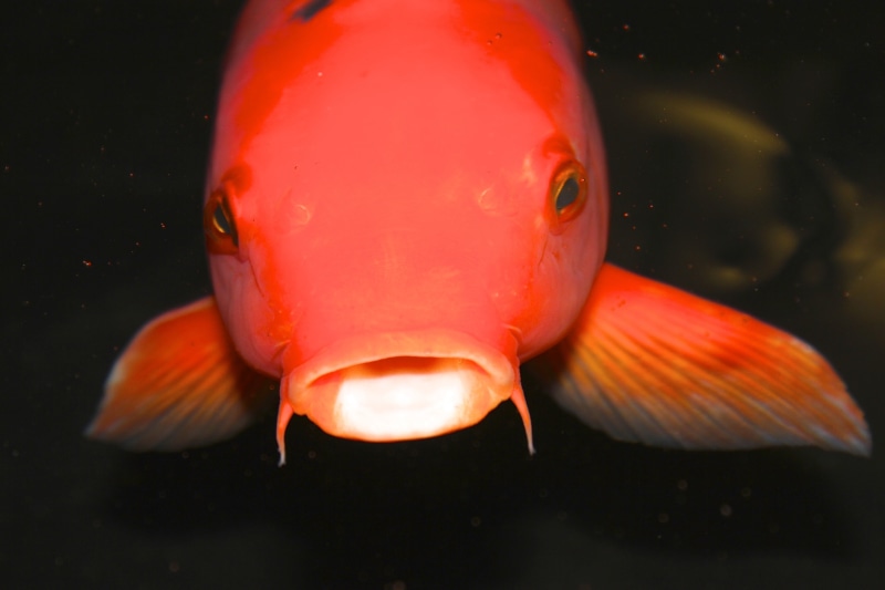 swimming, orange color, koi fish, 5K, one animal, fish, close-up, animal wildlife, japanese, nature, underwater, pet, aquatic, animal themes, asian, red
