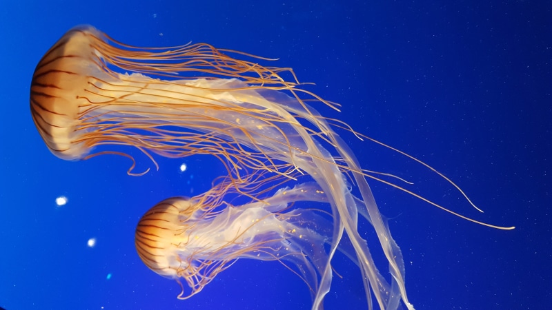 poisonous, brown, blue, sea, wildlife, marine, nature, animal wildlife, jellyfishes, backgrounds, yellow, photography, animals in the wild, motion, animal themes