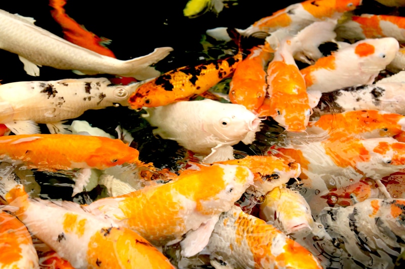 goldfish, nature, pond, no people, for sale, animal wildlife, retail, animal themes, animals in the wild, yellow, sea life, market, seafood, carp, red