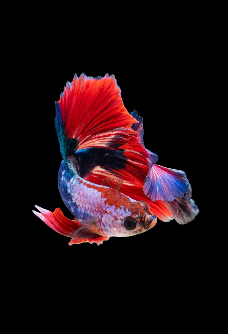swimming, fin, siamese Fighting Fish, swimming Animal, red, colour, sealife, white, goldfish, fish, fish dancing, guppy, nature, color, underwater, aquatic