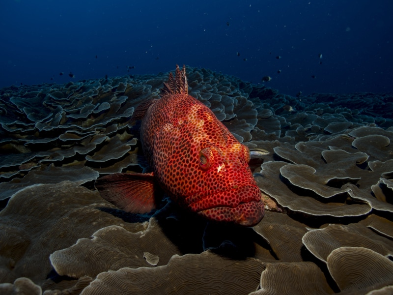 mozambique, ocean, marine, diving, sea, 2K, animal themes, animal wildlife, animal, black, animals in the wild, beauty in nature, photo, grouper, wildlife