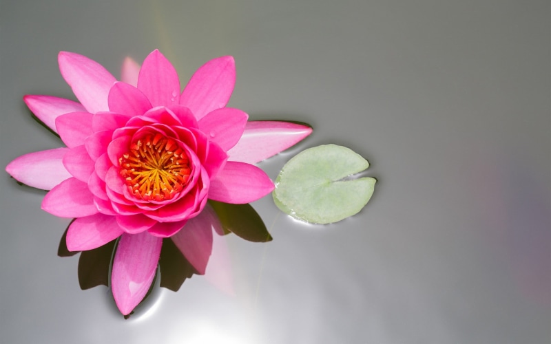 lily, water lily, lotus, pond, leaf, water, pink, view, top view, 1080P, branches, top