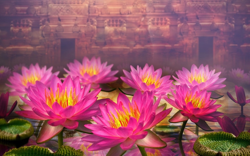 3D, Lilies, d, Water, 1080P, Pink, Flowers