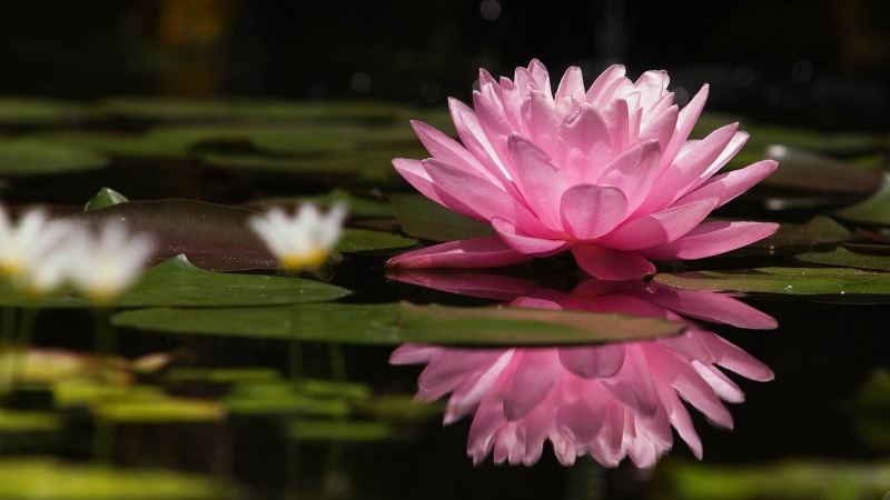 outdoors, flowering plant, nature, no people, lotus, water, growth, 1080P, plant, lily, botany, lake, pond, inflorescence, formal Garden, beauty In Nature