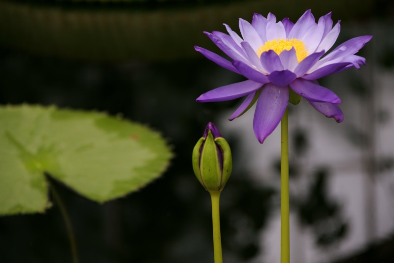 pink Color, flower, bud, Water Lily, Purple, water-lily, lilly-pad, 5K, leaves, lily, lotus Water Lily, botany, petal, summer, Kew Gardens, leaf, yellow