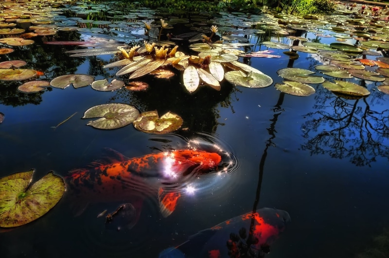 pets, carp, multi Colored, leaves, goldfish, animal, swimming, leaf, animal wildlife, sunlight, lake, no people, day, school of fish, animals in the wild
