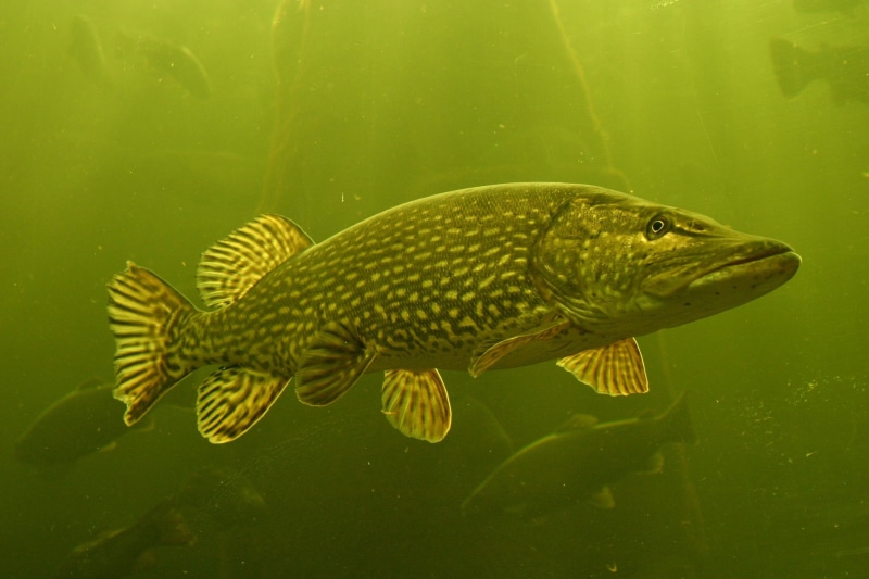 one animal, no people, green color, vertebrate, animals, animal wildlife, swimming, outdoors, underwater, school, sea, marine, gray, nature, school of fish