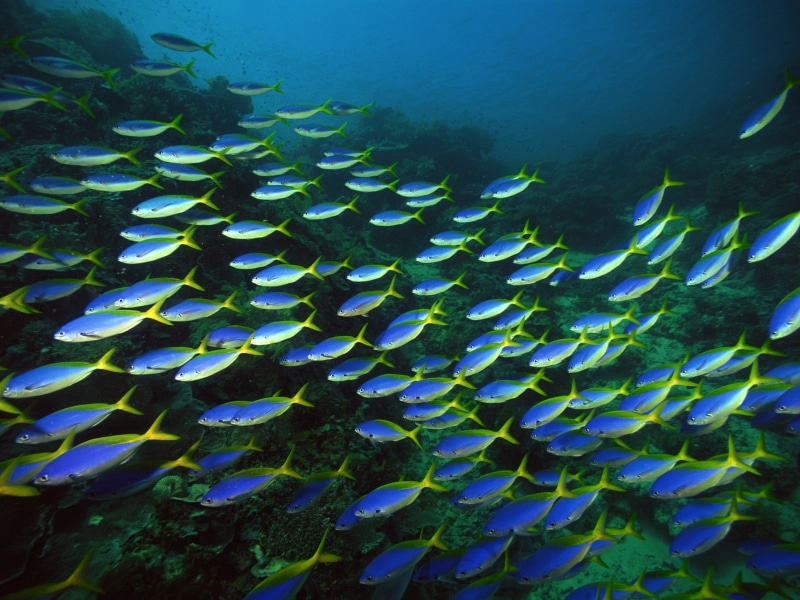 nature, ecosystem, reef, no people, vertebrate, animals in the wild, school of fish, tang, group of animals, fish, water, blue, large group of animals