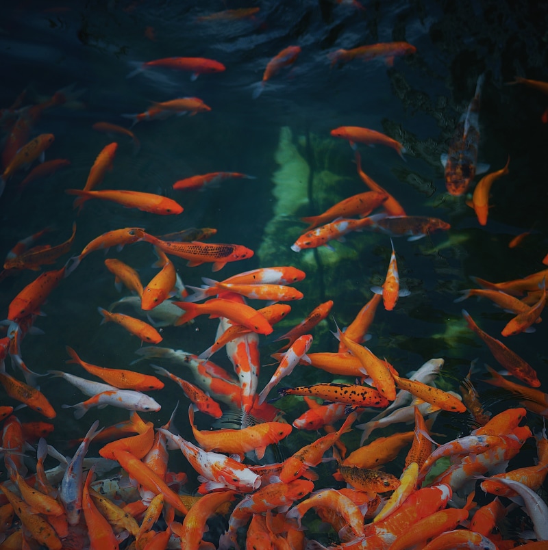 goldfish, backgrounds, marine, vertebrate, pets, koi, asia, no people, nature, swimming Animal, animals in the wild, red, gold, animal wildlife, orange Color