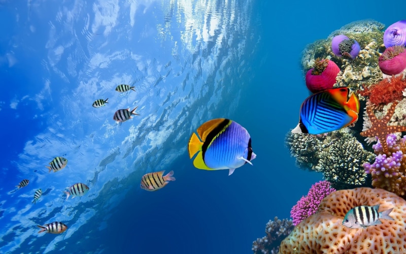 fish, animals in the wild, sea life, reef, water, 2K, marine, nature, school of fish, swimming, vertebrate, invertebrate, no people, animal, beauty in nature