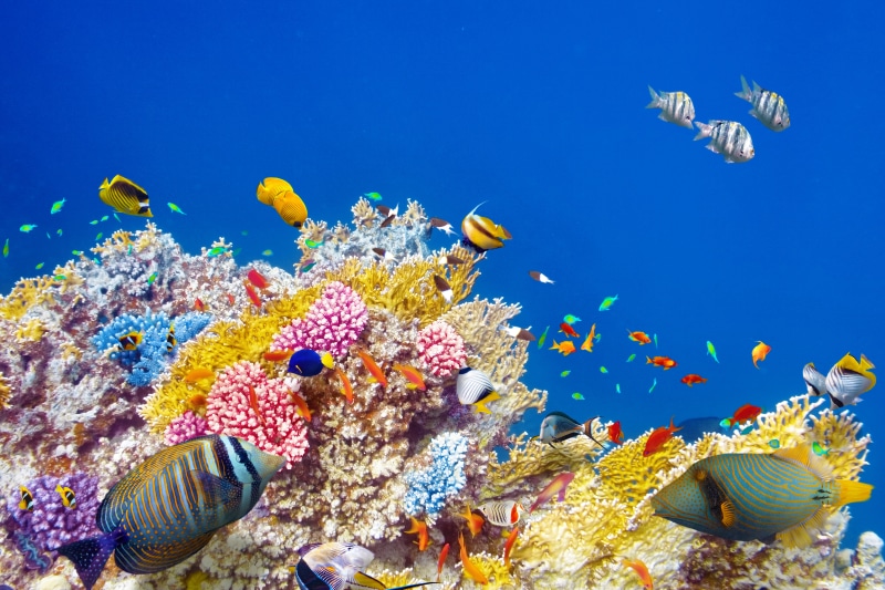 animal, school of fish, ocean, animal wildlife, nature, animal themes, sea, sea Life, invertebrate, animals in the wild, large group of animals, coral reef