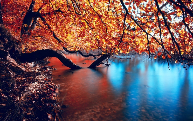 colors, plant, sunset, landscape, autumn, tree, tranquil Scene, beauty In Nature, leaf, river, plant part, branch, trees, woodland, leisure activity, leaves