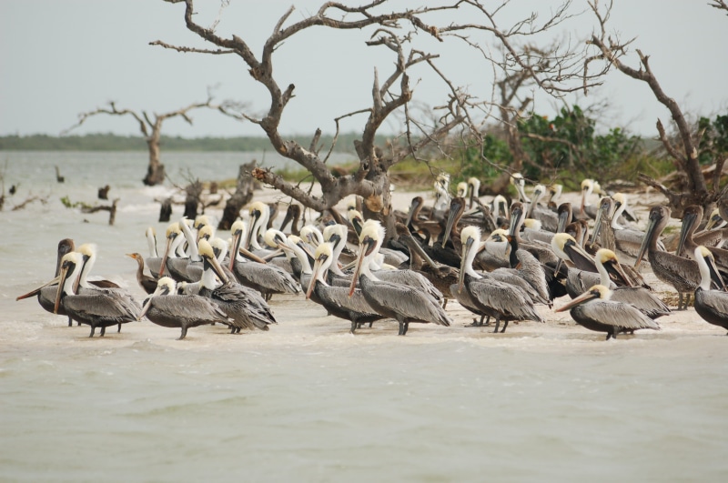 animal themes, animal, flock, beak, animals in the wild, tree, no people, beach, day, bird, mexico, birds, birdwatching, feather, pelican, water bird, vertebrate