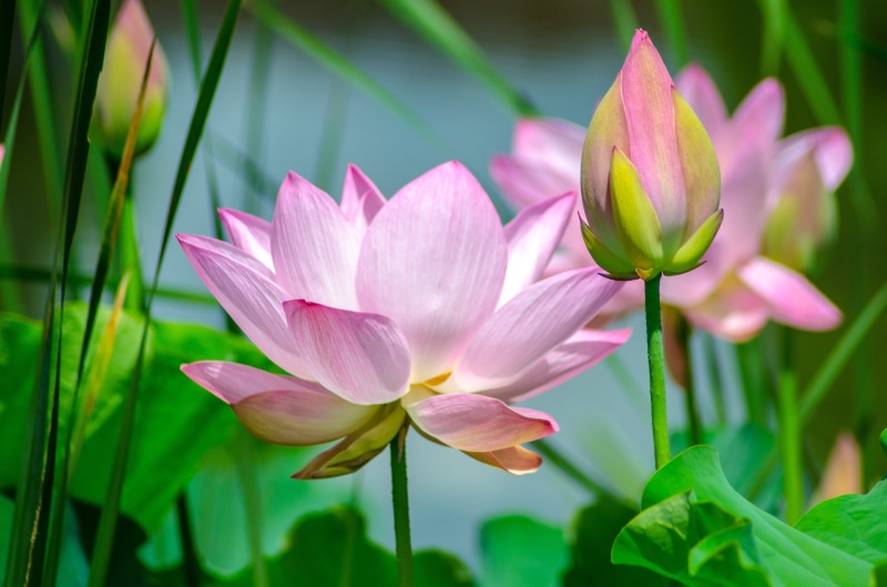 flower, petal, photography, shallow, beauty in nature, summer, leaf, color, nature, water lily, purple, softness, inflorescence, floral, card, decoration