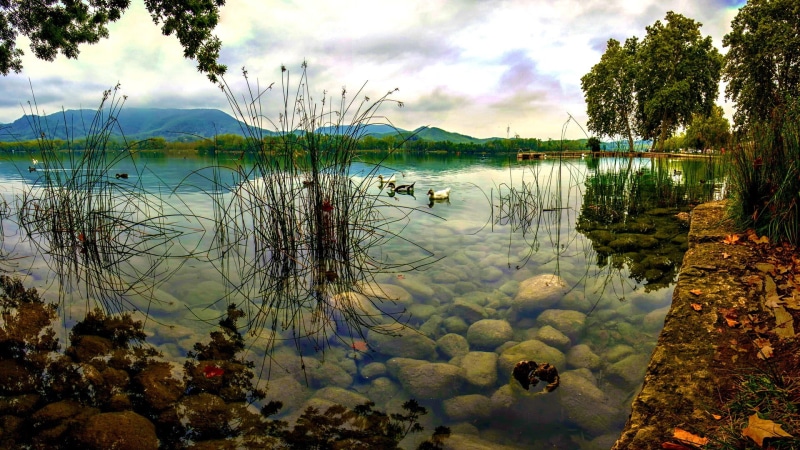tranquil Scene, floating on water, stones, animals in the wild, trees, day, body, animals, birds, group of animals, white, reflection, landscape, outdoors