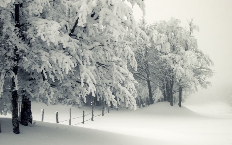 1080P, tranquil scene, coniferous tree, seasons, covering, white color, mist, outdoors, no people, non-urban scene, fence, plant, cold temperature, trees