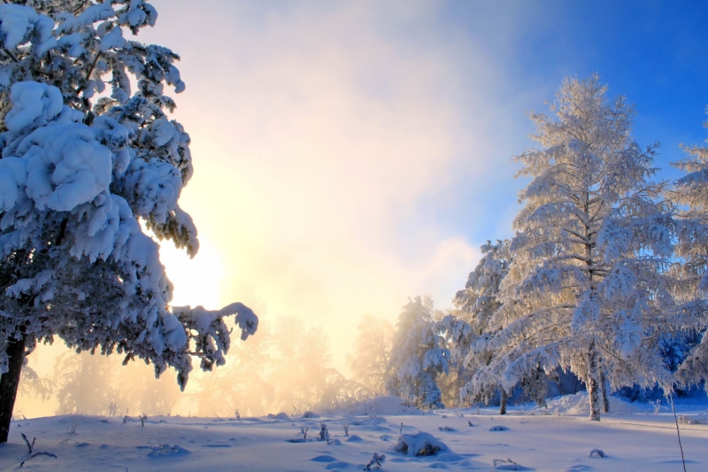 nature, day, non-urban scene, tranquility, cold temperature, winter, no people, powder snow, tranquil scene, landscape, trees, white color, 2K, snows