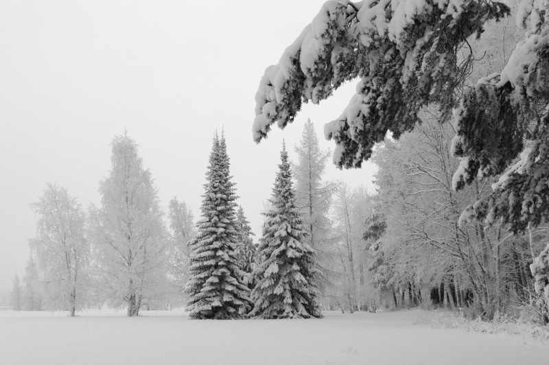 field, pine, pine tree, trees, scenics - nature, snowing, 1080P, outdoors, land, photography, plant, environment, pine woodland, beauty in nature, tranquility