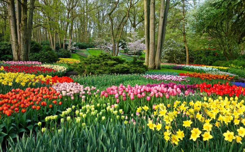 dutch, freshness, woodland, multi colored, yellow, flower, flower head, tranquility, Park, Colors, Blossom, Daffodils, land, plant, Beautiful, tree, green color