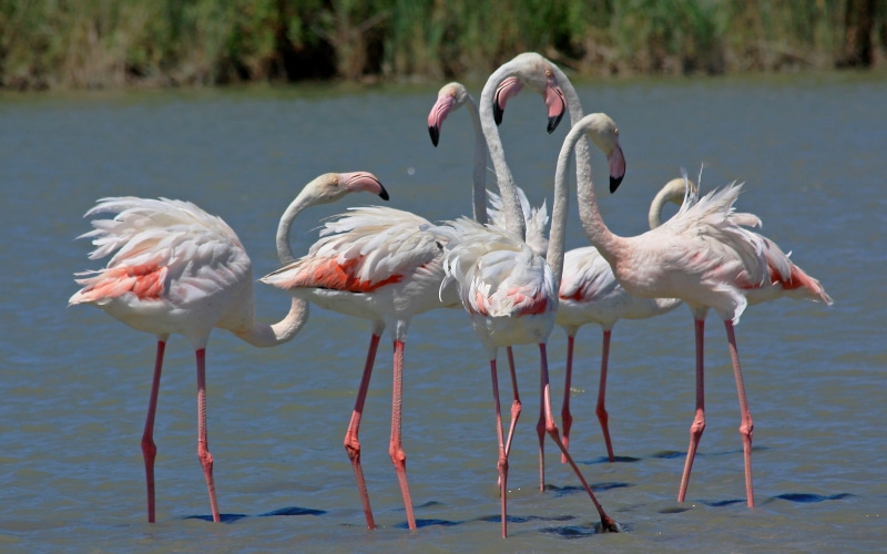 side view, flamingo, europe, indian, animal, animal wildlife, vertebrate, found, group of animals, waterfront, roseus, animal themes, bird, family, zoology