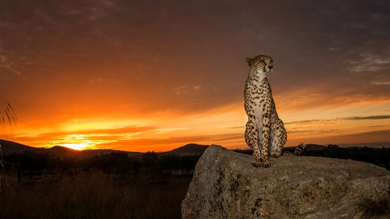 land, cheetah, phones, mobile, cat, sky, laptop, tranquility, rock - object, animal, beauty in nature, one animal, subfamily, non-urban scene, 4K, south