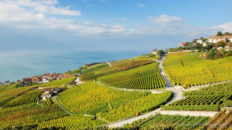 lake, switzerland, Europe, 2K, vineyard, terraces, geneva, lavaux